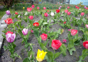 Kolorowe tulipany na działce Dawida.