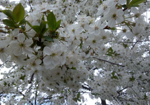 Drzewa obsypane białymi kwiatami.