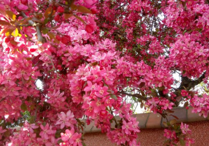 Już wiosna i kwiaty pojawiły się na drzewach.
