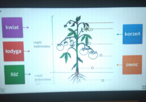 Przypomnieliśmy sobie budowę roślin