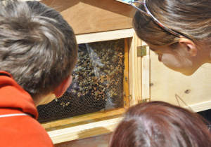 Oglądamy żywe pszczoły, które przyjechały do nas z pasieki.