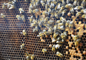 20 maja klasa 3b obchodziła Światowy Dzień Pszczół.