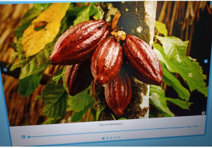 Trochę wiadomości na temat ziaren kakaowca.