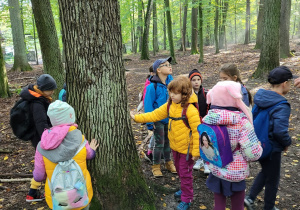 Rozpoznajemy gatunki drzew po korze.