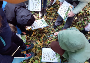 Obserwujemy ściółkę.