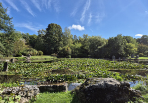 Piękne lilie wodne.