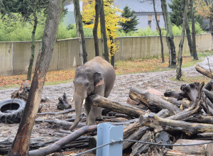 Listopadowa wędrówka do zoo.