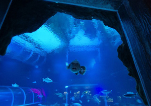 Tunel podwodny w orientarium.